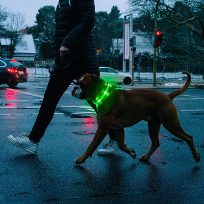 Light up Dog Collar - USB Rechargeable LED Dog Collar Glow in the Dark - High Visibility Glow Collar for Night Walking (Small, Fluorescent Green)
